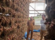 Sentra Bawang Nasional dan Magnet Wisata Baru, Wabup Solok Ajak Generasi Muda Garap “Gudang Pitih” di Alahan Panjang