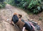 Viral, Perjuangan Guru Melewati Jalan Buruk di Limapuluh Kota