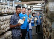 Dari Serbuk Kayu Menjadi Harapan: Kampung Jamur yang Mengubah Wajah Ekonomi Warga Pekanbaru