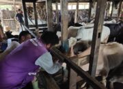 Daya Beli Turun, Pedagang Kurban di Nanggalo Andalkan Legalitas Kesehatan Hewan