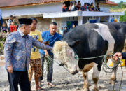 Sapi Kurban Bantuan Presiden Disembelih di Malalak, Warga Terdampak Bencana Terbantu