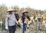 Kuartal II di Lingkuang Aua Bandarajo, Bupati Yulianto Hadiri Panen Raya Jagung Serentak