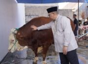 Wako Hendri Arnis Serahkan Sapi Kurban Bantuan Kemasyarakatan Presiden di Masjid Muhammad Noer