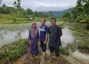 Duka Petani Korban Bencana di Limapuluh Kota, Panen Padi Seminggu lagi Tinggal Mimpi
