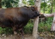 Hari Raya Idul Adha, Pemkab Terima Sapi Kurban Presiden RI