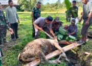 Perkuat Kemanunggalan TNI-Rakyat di Kepulauan Mentawai, Kodim 0319/Mentawai Gelar Pemotongan Hewan Kurban