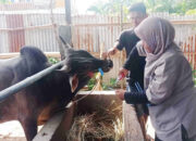 Digitalisasi Kurban ASN Pemko Padang, Cukup Scan Barcode, Tak Pakai Plastik, Daging Cair, Antrean Lewat!