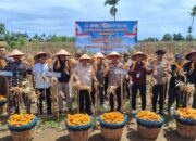 Polda Sumbar Gelar Panen Raya Jagung Serentak, Bersinergi dengan BRI Salurkan KUR untuk Petani