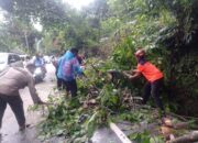 Pohon Tumbang Lumpuhkan Akses Jalan Padang-Painan