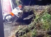 Dipicu Hujan Deras Disertai Angin Kencang, Pohon Tumbang Timpa Mushala dan Motor