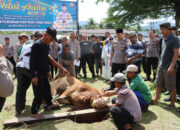 Polres Sijunjung Sembelih 8 Sapi dan 2 Ekor Kambing, Daging Kurban Dibagikan ke Masyarakat