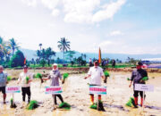 Rehabilitasi Sawah Pascabencana di Agam Capai 276 Hektare