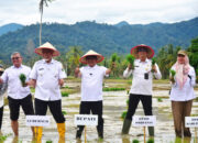 Tanam Serentak Sawah Terdampak Bencana Hidrometeorologi