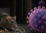 Imbas Kasus Hantavirus, Kemenkes Pantau Bandara hingga Pelabuhan