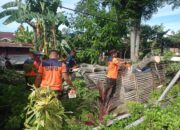 Pohon Kapuk Tua Roboh, Kandang Ayam Warga Jadi Korban, Akses Jalan Terganggu, BPBD Padang Turun Tangan