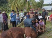 Presiden Kirim Sapi Premium, Wawako Bawa Kabar Huntap, Lahan 4,6 Hektare Sudah Disiapkan di Kecamatan Pauh
