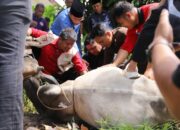Wujud Nyata Dasa Dharma, Pramuka Sumbar Salurkan Daging Kurban untuk Korban Bencana dan Pemulung