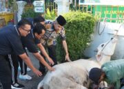 Lima Tahun Vakum, Idul Adha Kali Ini Kejari Padang Sembelih 2 Ekor Sapi Kurban
