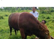 Sapi Simental 882 Kilogram, Hadiah Kurban dari Presiden RI untuk Solsel