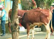 Masyarakat Bisa Nikmati Daging Kurban, Pemkab Solsel Kurban 47 Sapi dan 3 Kambing