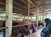 Jelang Hari Raya Kurban, Pemkab Solsel Serukan Waspada Penyakit Hewan Menular