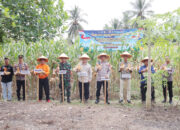 Gelar Panen Raya Jagung Serentak, Buah Kerjasama Masyarakat Nagari dan Polres Sijunjung Dalam Mendukung Ketahanan Pangan Nasional