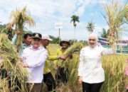 Percepat Pemulihan Pascabencana, Pemkab Agam Kebut Rehabilitasi Sawah