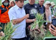 Solok Penghasil Bawang Merah Nomor Satu, Putar Ekonomi Hingga Rp6 Triliun