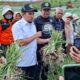 Solok Penghasil Bawang Merah Nomor Satu, Putar Ekonomi Hingga Rp6 Triliun