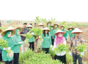 Ny. Merry Benni Warlis Hadiri Panen Raya Jagung di Yonif TP 897 Singgalang, Dukung Ketahanan Pangan Daerah
