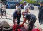 Masjid Raya Ampang Sembelih 14 Ekor Hewan Kurban