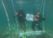 Hari Lingkungan Hidup Sedunia, Pertamina Patra Niaga IT Teluk Kabung RehabilitasiTerumbu Karang di Pulau Pasumpahan