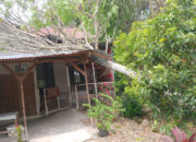 Pohon Tumbang Tutup Akses Objek Wisata dan Timpa Rumah Warga
