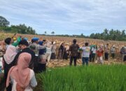 Geliatkan Ekonomi Pascabencana, Keltan Surau Gadang Panen Raya Jagung Pakan Ternak