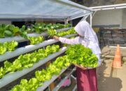 Keren! Siswa SD Islam Kreatif Makkah Padang Mahir Tanam TOGA, Vertical Garden hingga Kelola Hidroponik
