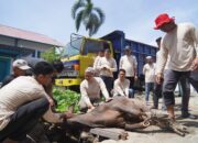 PLN Sumbar Salurkan Hewan Kurban, Ribuan Paket Daging Dibagikan untuk Masyarakat