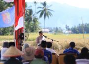 Dukung Ketahanan Pangan Nasional, Wawako Solok Panen Raya Bersama Kodim