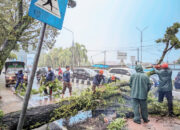 Pohon Mahoni Raksasa Tumbang Tutup Jalan Sawahan