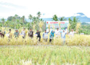 Bangkit Pascabencana, Produksi Padi Agam Tembus 77.612 Ton pada Semester I 2026