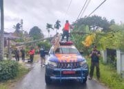 Pohon Pinang 15 Meter Roboh Timpa Kabel Telepon di Surau Gadang