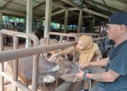Putus Rantai Penularan PMK, Pemko Gencarkan Vaksinasi Gratis Hewan Ternak