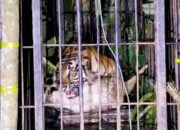 Mangsa Ternak hingga Resahkan Warga, Harimau Betina Masuk Perangkap BKSDA Sumbar