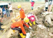 Kerangka Manusia Diduga Korban Galodo Ditemukan di Ladang Jagung