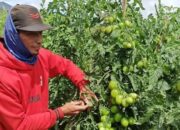 NTP Naik Tipis ke 127,84, Pengeluaran Petani Turun Dibanding Harga Panen