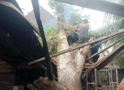 Pohon Kuini Timpa Rumah dan Bengkel