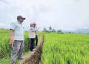 Riset Unand Ungkap Beda Strategi Petani Sumbar dan Sulsel Hadapi Krisis Iklim