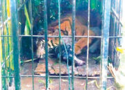 Setelah Teror Warga, Harimau Sumatra Masuk Kandang Jebak BKSDA di Palupuh