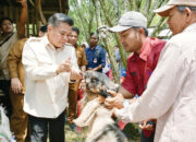 Peternakan Kambing Durian Sabatang Tumbuh Pesat, Bupati Agam: Jangan Hanya Jual Ternak
