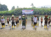 Cegah Risiko Bencana, Dandim 0311/ Pessel Tanam 200 Batang Mangrove
