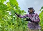 Harga Jual Mentimun Ditingkat Petani Kembali Anjlok